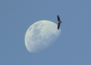 Condor and moon